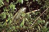 15_Leguaan (Iguana), Tortuguero